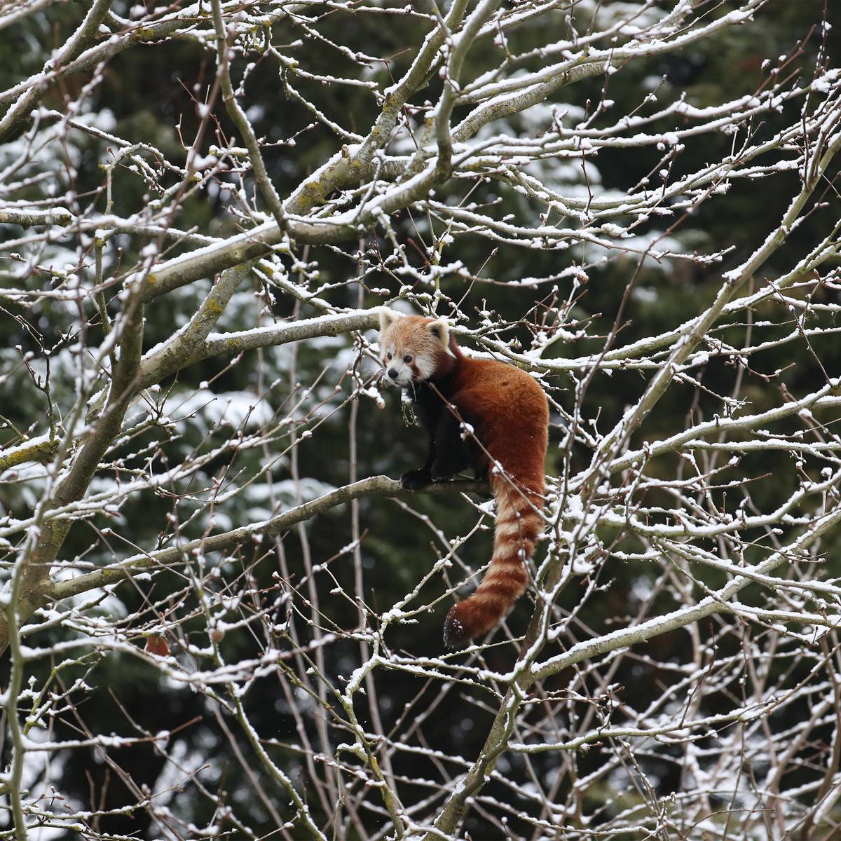 Panda roux dans la neige - Garder, surveiller et protéger les pandas roux dans leurs forêts - Programme Népal - Association Beauval Nature