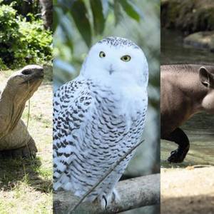 Parrainez Lack, Obie ou nos harfangs des neiges pour protéger la biodiversité !