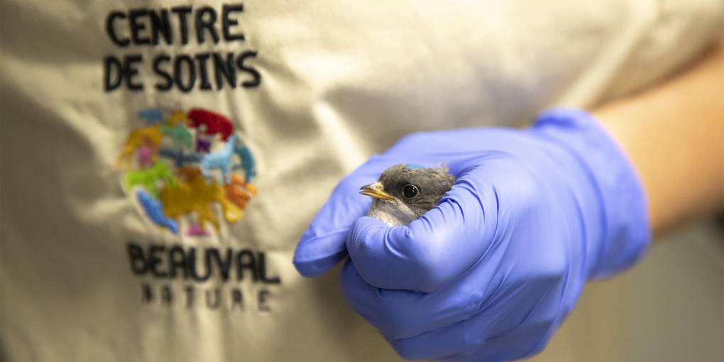 Hirondelle juvénile dans les mains d'une soigneuse du Centre de Soins Beauval Nature