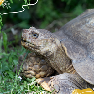 Journée mondiale des tortues : célébrons ces survivantes de l’histoire !