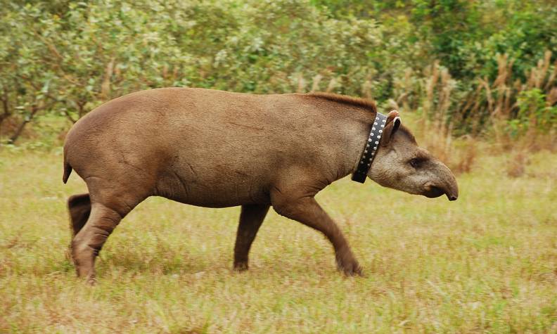 Tapir terrestre avec collier - Surveiller le tapir terrestre et évaluer sa santé - Programme Brésil - Association Beauval Nature