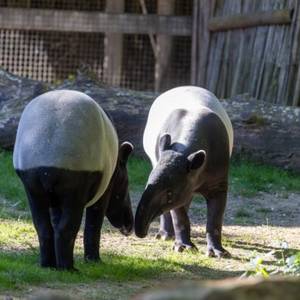 Journée mondiale des tapirs : Mieux connaître ces discrets jardiniers des forêts