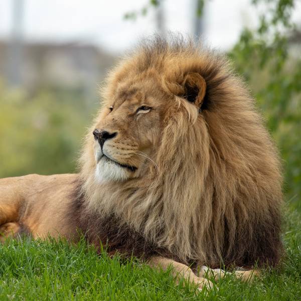 Parrainez Krüger, mâle lion d'Afrique - Protéger les lions du Parc National du Niokolo-Koba - Programme Sénégal - Association Beauval Nature