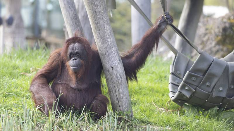 World Great Ape Day – Orangutan