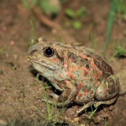 Détecter et protéger le pélobate brun pour éviter son extinction - Programme France - Association Beauval Nature