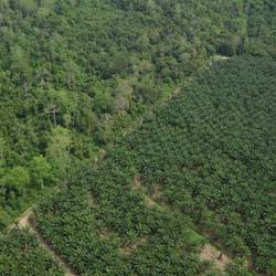 Certifier les plantations d’huile de palme pour protéger la biodiversité - Programme Malaisie - Association Beauval Nature