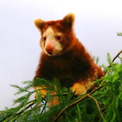 Protéger l’habitat des dendrolagues - Programme Papouasie-Nouvelle-Guinée - Association Beauval Nature