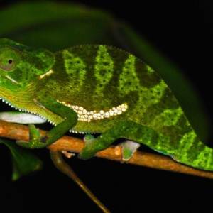 Un catalogue illustré des reptiles et amphibiens du Parc National de Conkouati-Douli !
