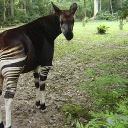 Protéger le fragile okapi - Programme Congo - Association Beauval Nature