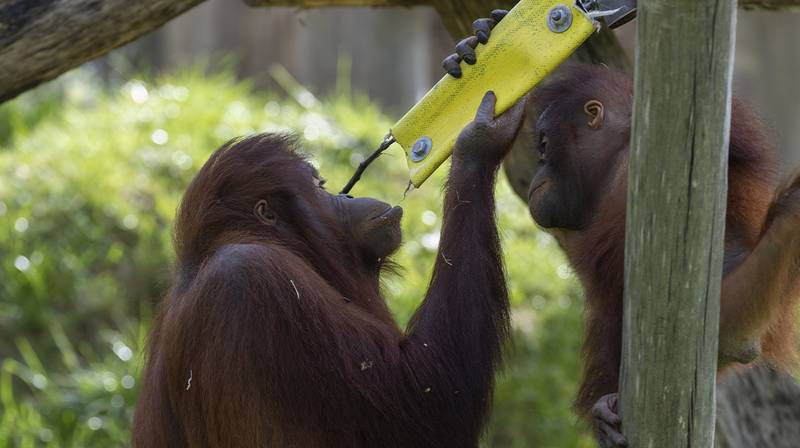 World Orangutan Day 2026 – Raja and Sabah